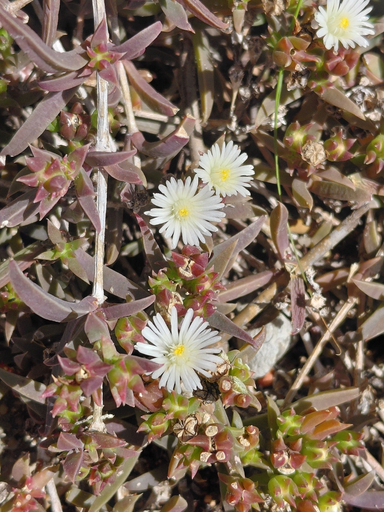 Delosperma litorale