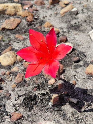 Cyrtanthus guthrieae
