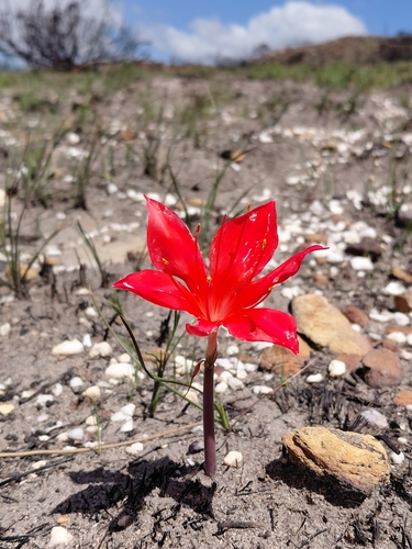 Cyrtanthus guthrieae