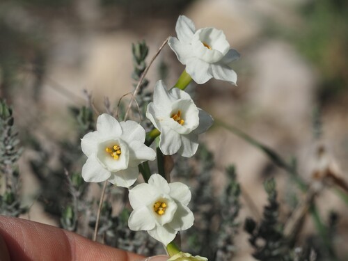 Narcissus dubius