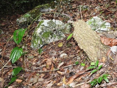 Dioscorea bartlettii