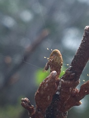 Bactericera shepherdiae