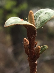 Bactericera shepherdiae