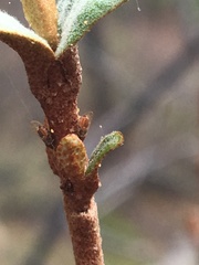 Bactericera shepherdiae