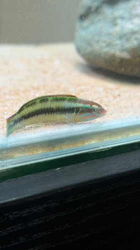 Newton's Wrasse