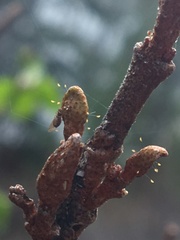 Bactericera shepherdiae