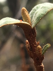 Bactericera shepherdiae