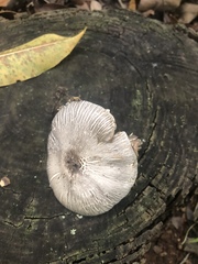 Agaricus endoxanthus