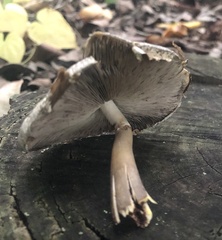 Agaricus endoxanthus
