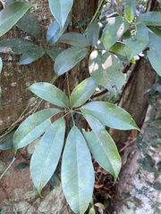 Stauntonia hexaphylla