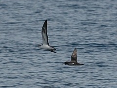 Calonectris leucomelas