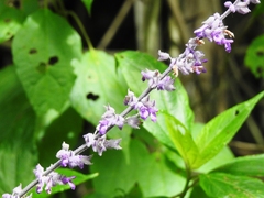 Salvia whitefoordiae