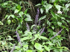 Salvia whitefoordiae