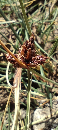 Nevada bulrush (Amphiscirpus nevadensis)