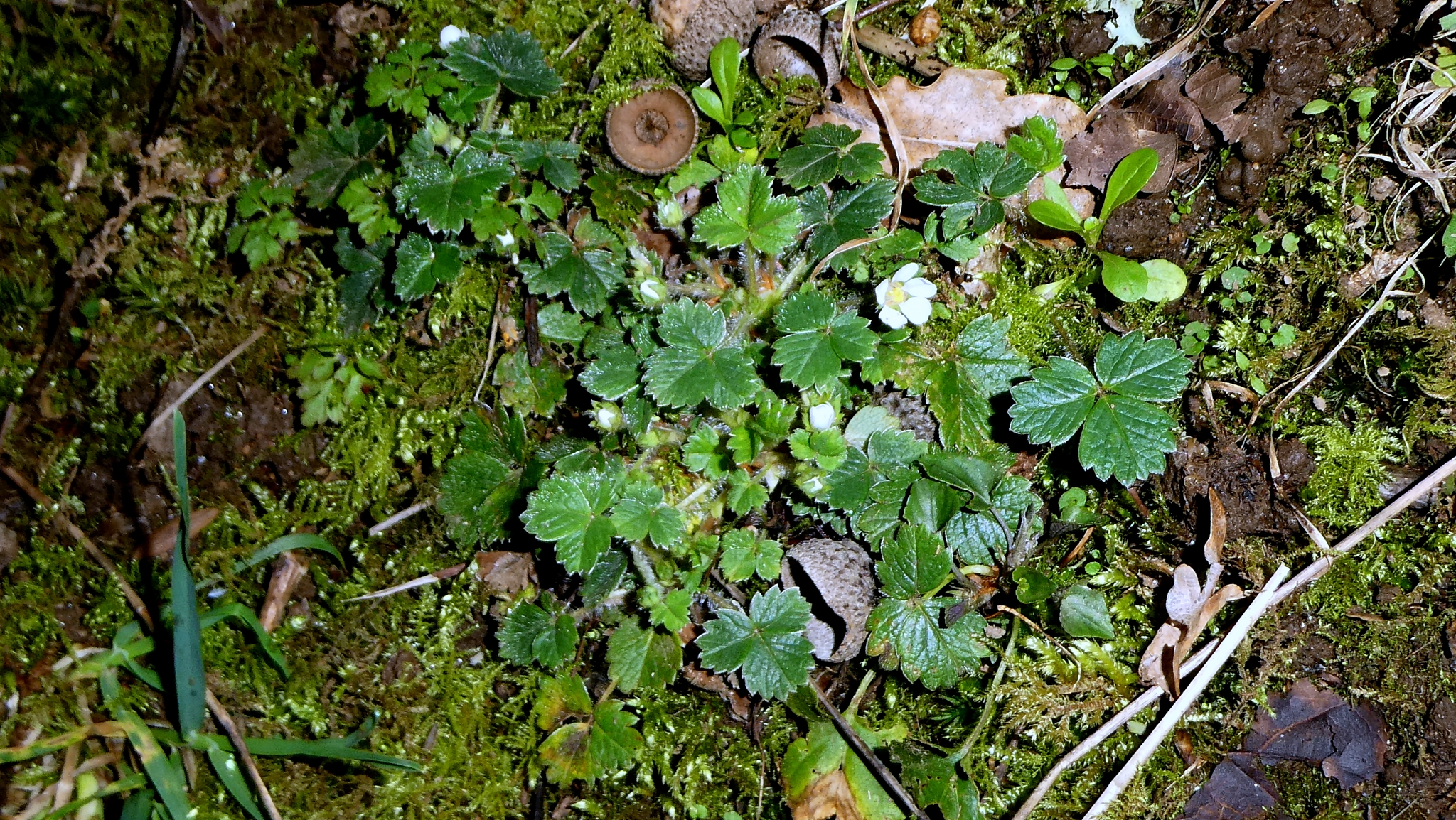 Imagem de Potentilla sterilis