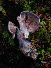 Cortinarius cyanites