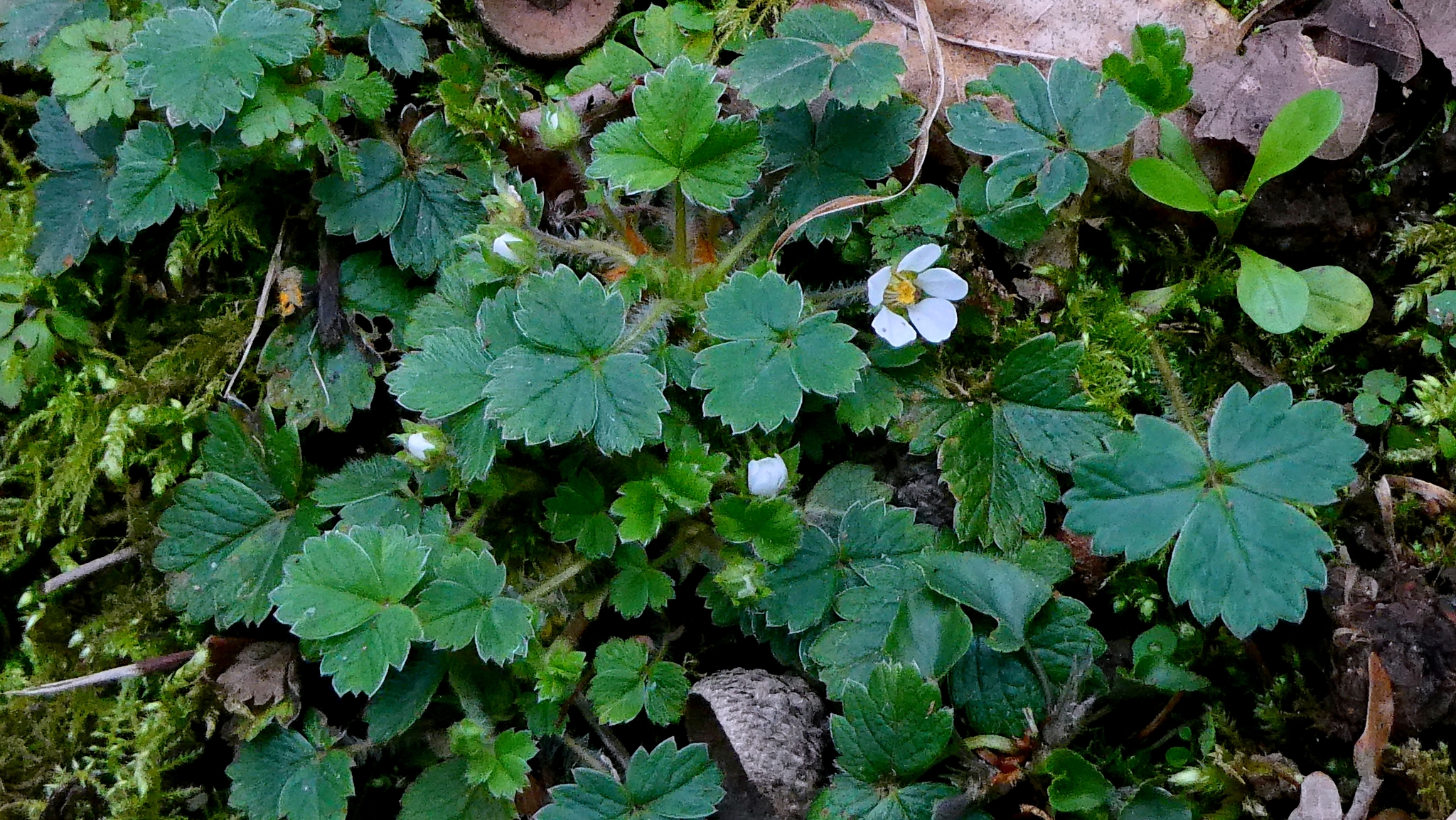 Imagem de Potentilla sterilis