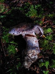 Cortinarius cyanites