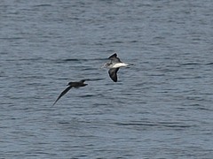 Calonectris leucomelas