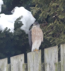 Accipiter cooperii