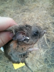 Peromyscus californicus