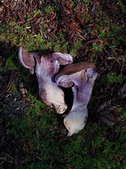 Cortinarius cyanites