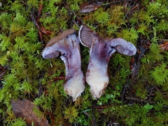 Cortinarius cyanites