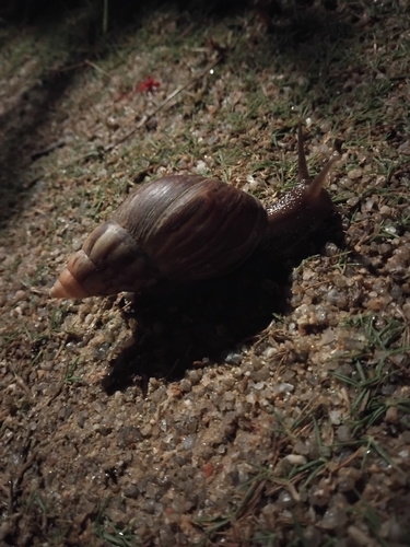 Lissachatina fulica