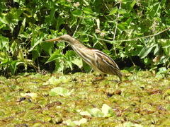 Ixobrychus involucris