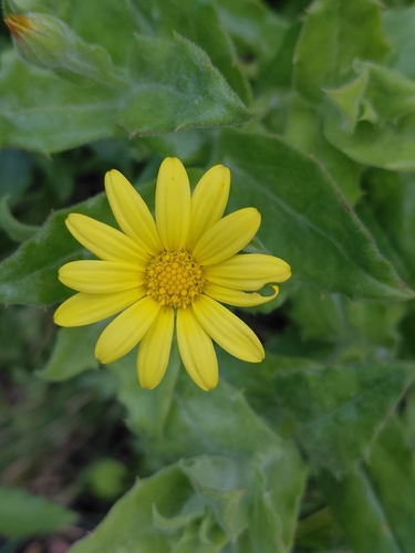 Jolly Boneseed (Osteospermum ilicifolium)