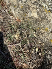 Lupinus benthamii