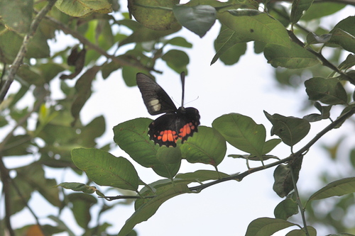 Butterflies of Ecuador