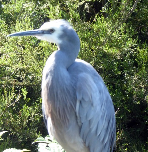 Egretta novaehollandiae