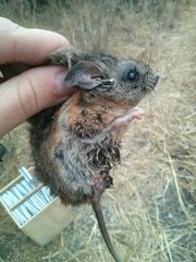 Peromyscus californicus