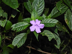 Ruellia matagalpae