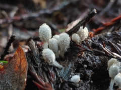 Coprinopsis stercorea