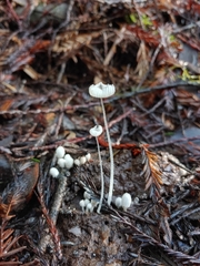 Coprinopsis stercorea