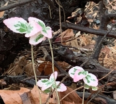 Euonymus fortunei fortunei