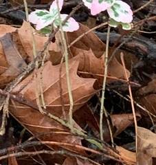 Euonymus fortunei fortunei