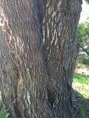 Corymbia gummifera