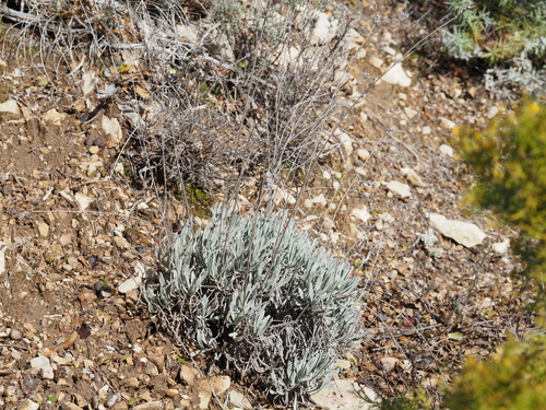 Broadleaf lavender