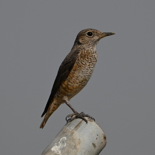 Common Rock Thrush (Monticola saxatilis)