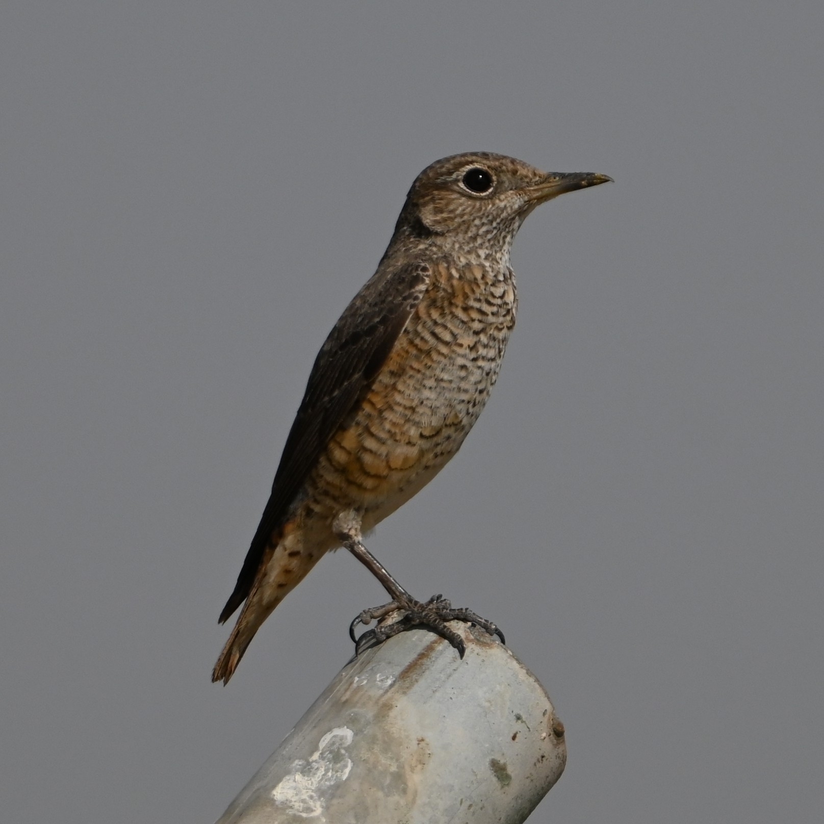Common Rock Thrush (Monticola saxatilis), photo 1