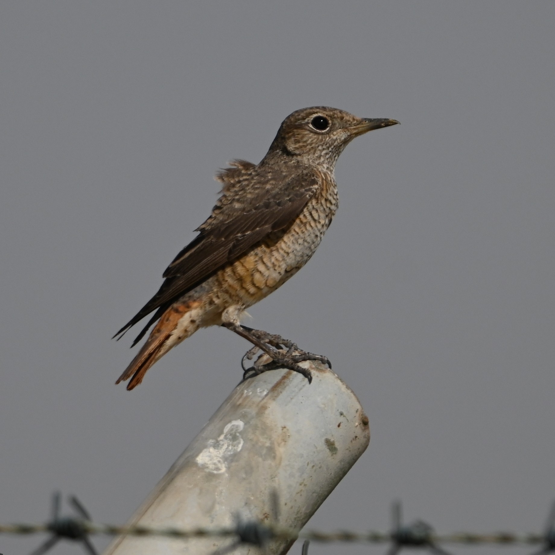 Common Rock Thrush (Monticola saxatilis), photo 2