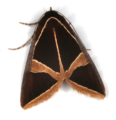 Agamana conjungens