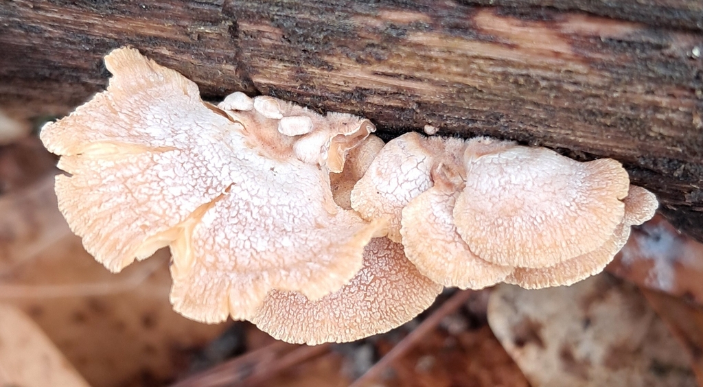 Panellus stipticus · February 2026 · photo: © steven307 (iNaturalist, cc-by)