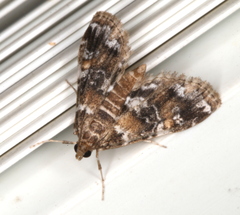 Elophila responsalis