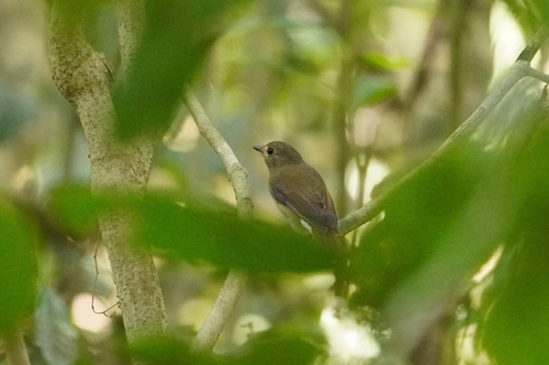 Hainan Blue Flycatcher (Cyornis hainanus)
