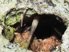Brachypodella subtilis