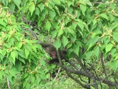 Macaca fuscata fuscata